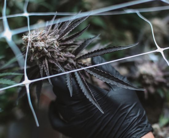 como hacer un cultivo scrog paso a paso